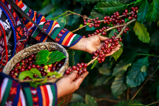 The Art of Artisan Coffee